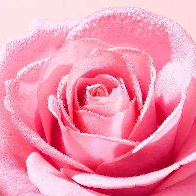 Nuxe Very Rose: Gentle Micellar Water - Rose Water, Alcohol & Sulfate-Free Cleanser, Removes Makeup, Soothes Sensitive Skin (400ml)